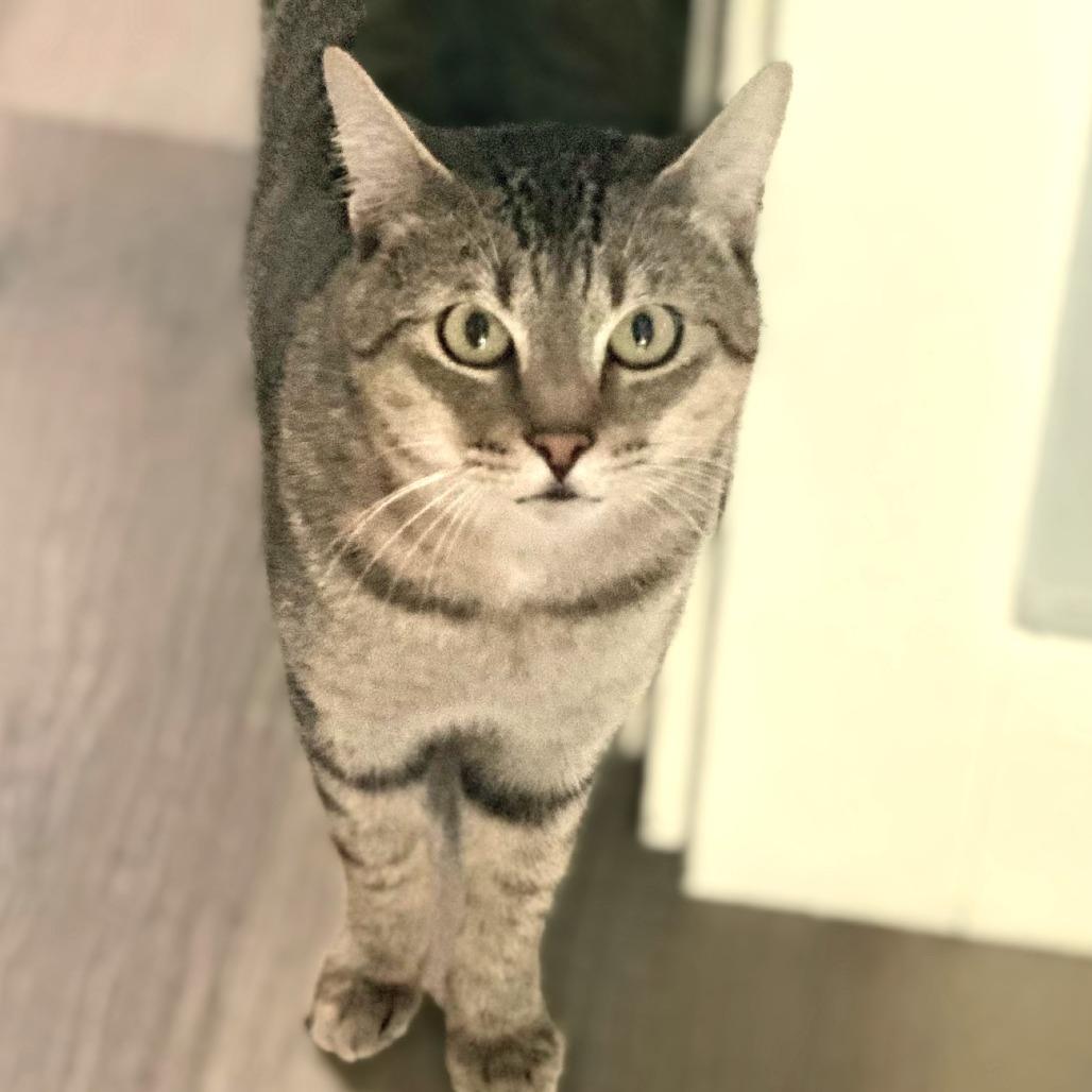 Arthur, Adoptable, Adult Male Domestic Short Hair.