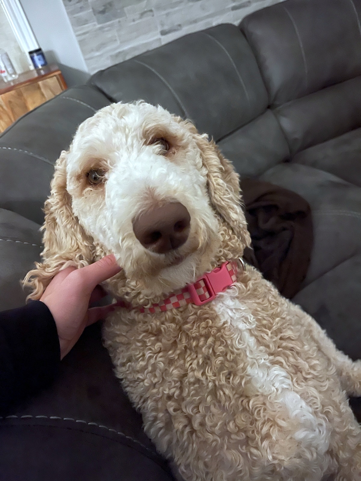 Jackie, a Adopted Labradoodle in Ottawa, ON image 1/5
