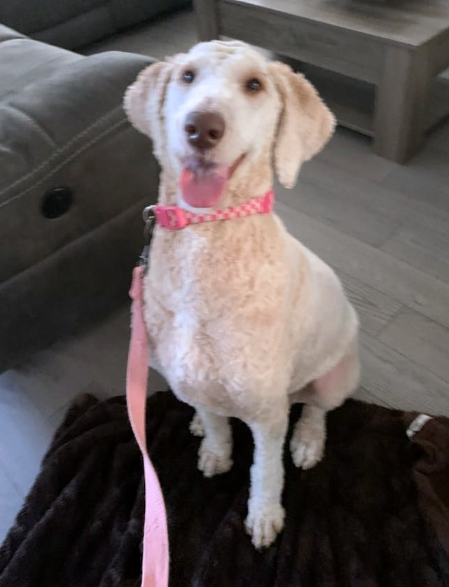 Jackie, a Adopted Labradoodle in Ottawa, ON image 2/5