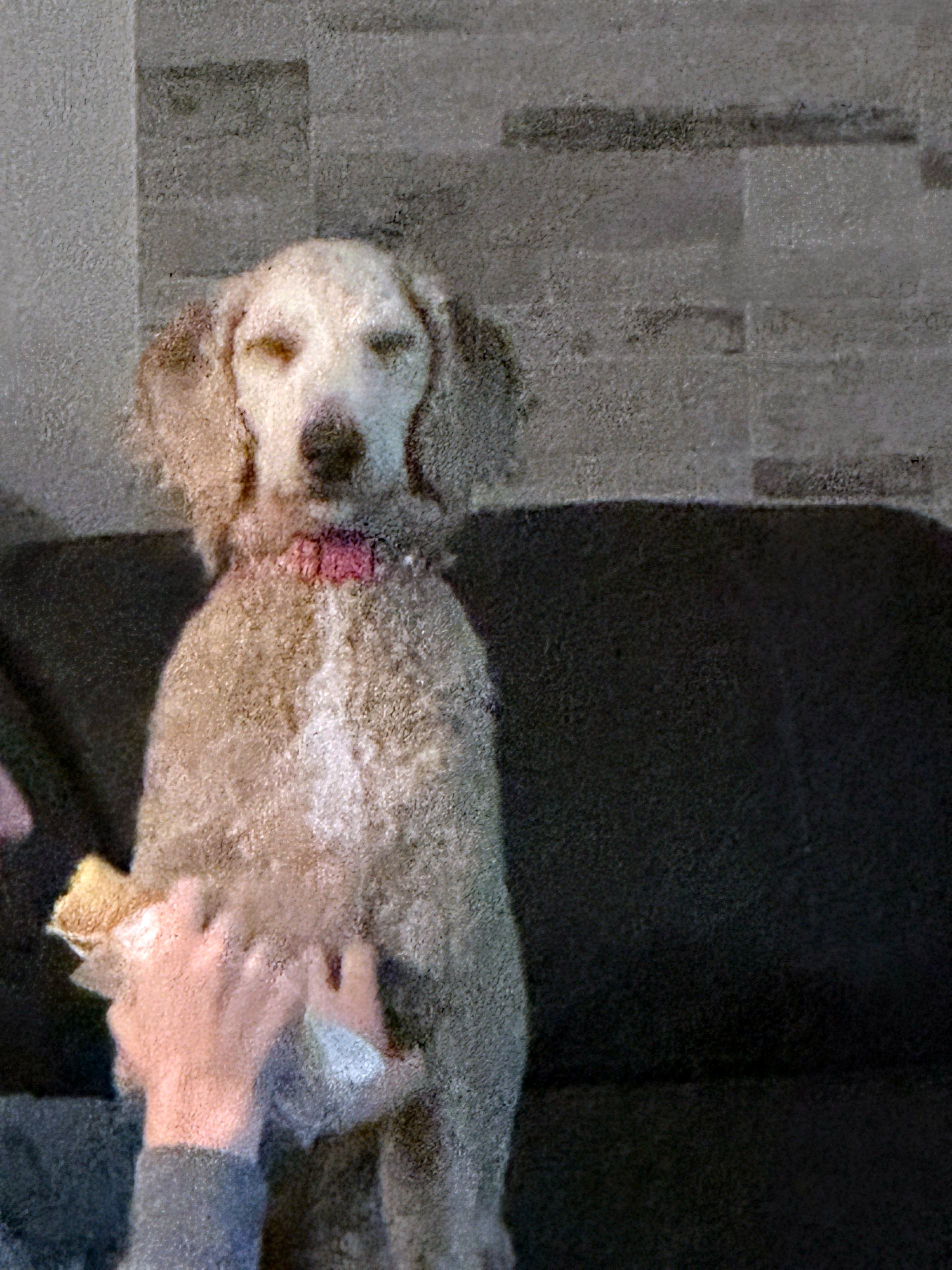 Jackie, a Adopted Labradoodle in Ottawa, ON image 3/5