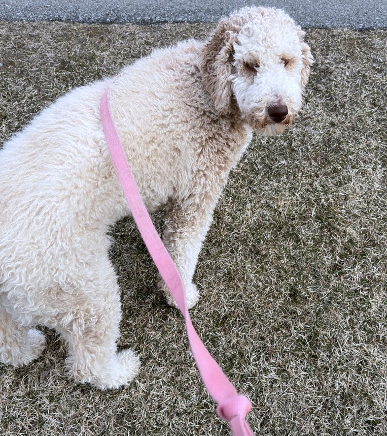 Jackie, a Adopted Labradoodle in Ottawa, ON image 5/5