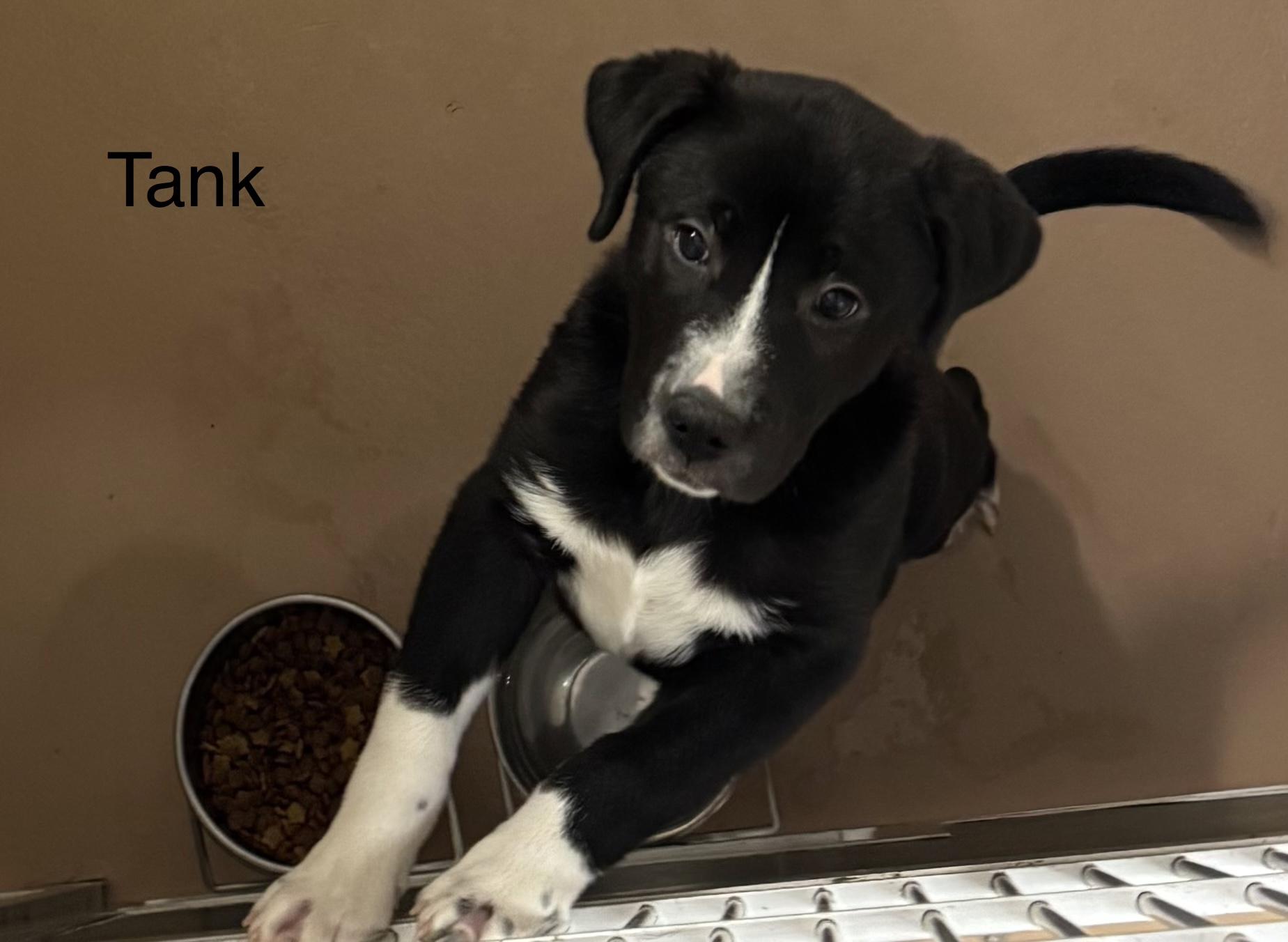 Tank, adopted, Puppy Male Great Pyrenees & Border Collie.
