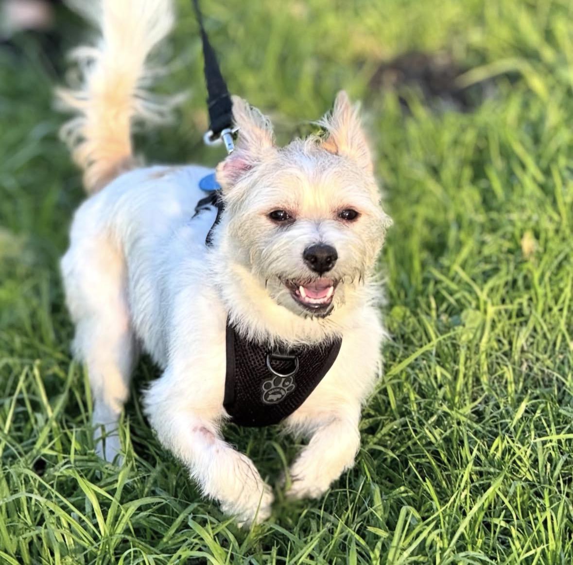 Muñeco “Moonie”, Adoptable, Adult Male Terrier.