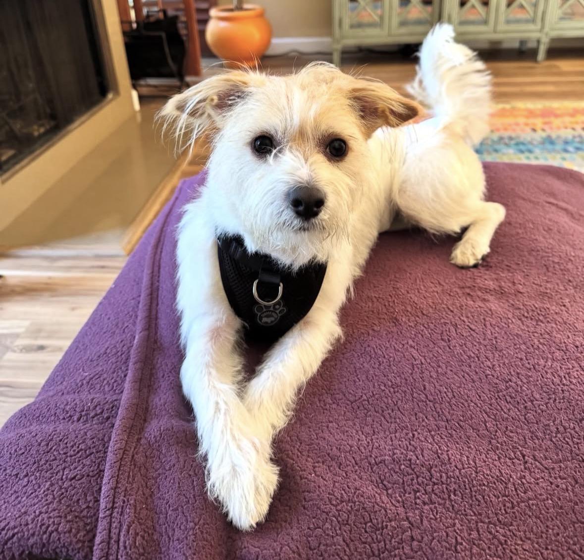 Muñeco “Moonie”, a Adoptable mixed breed in Pasadena, CA image 3/6