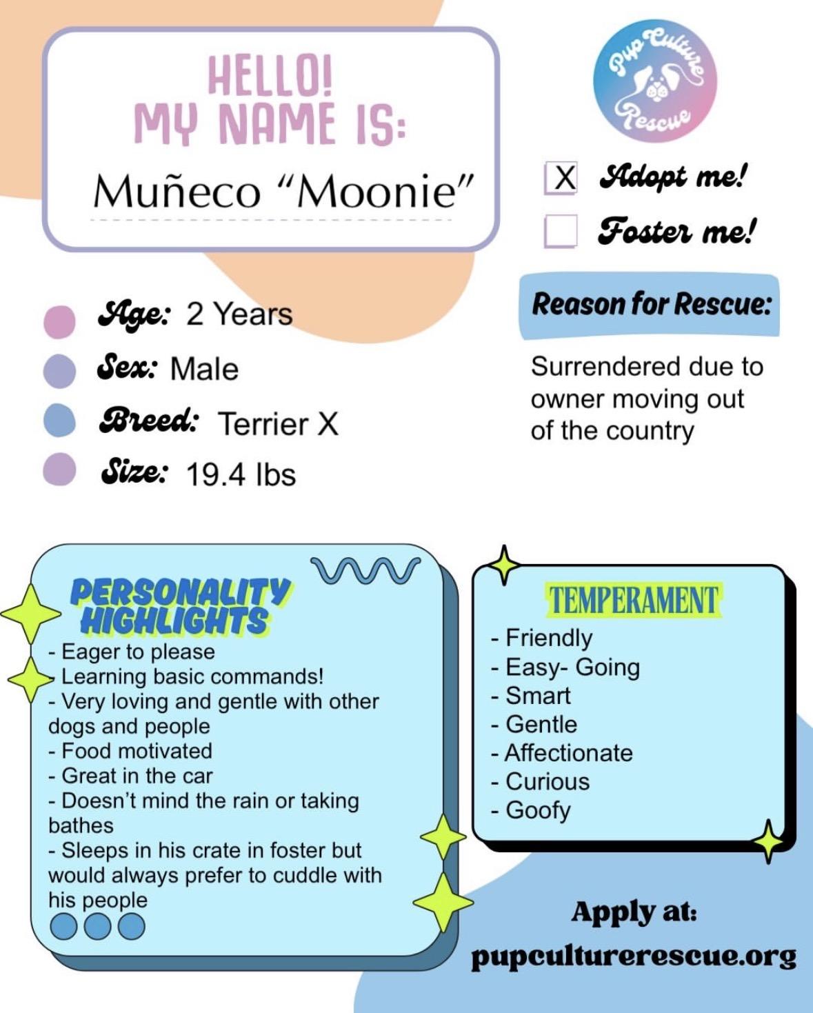 Muñeco “Moonie”, a Adoptable mixed breed in Pasadena, CA image 2/6
