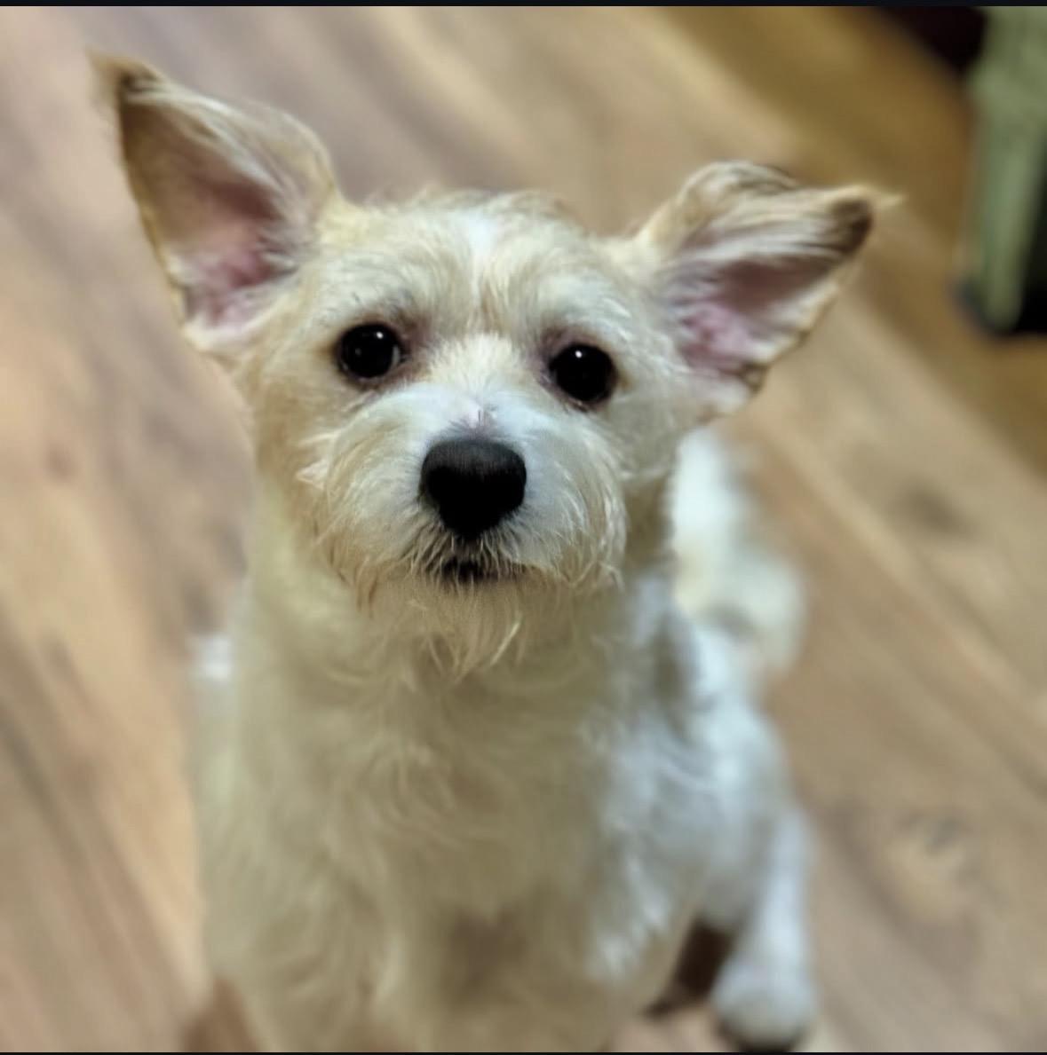 Muñeco “Moonie”, a Adoptable mixed breed in Pasadena, CA image 4/6