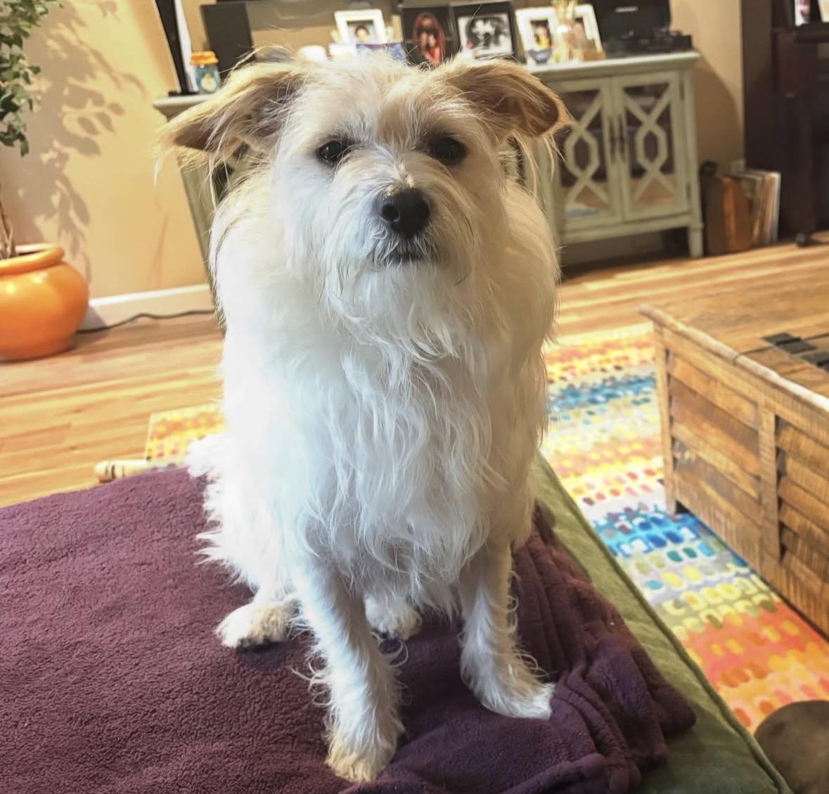 Muñeco “Moonie”, a Adoptable mixed breed in Pasadena, CA image 5/6