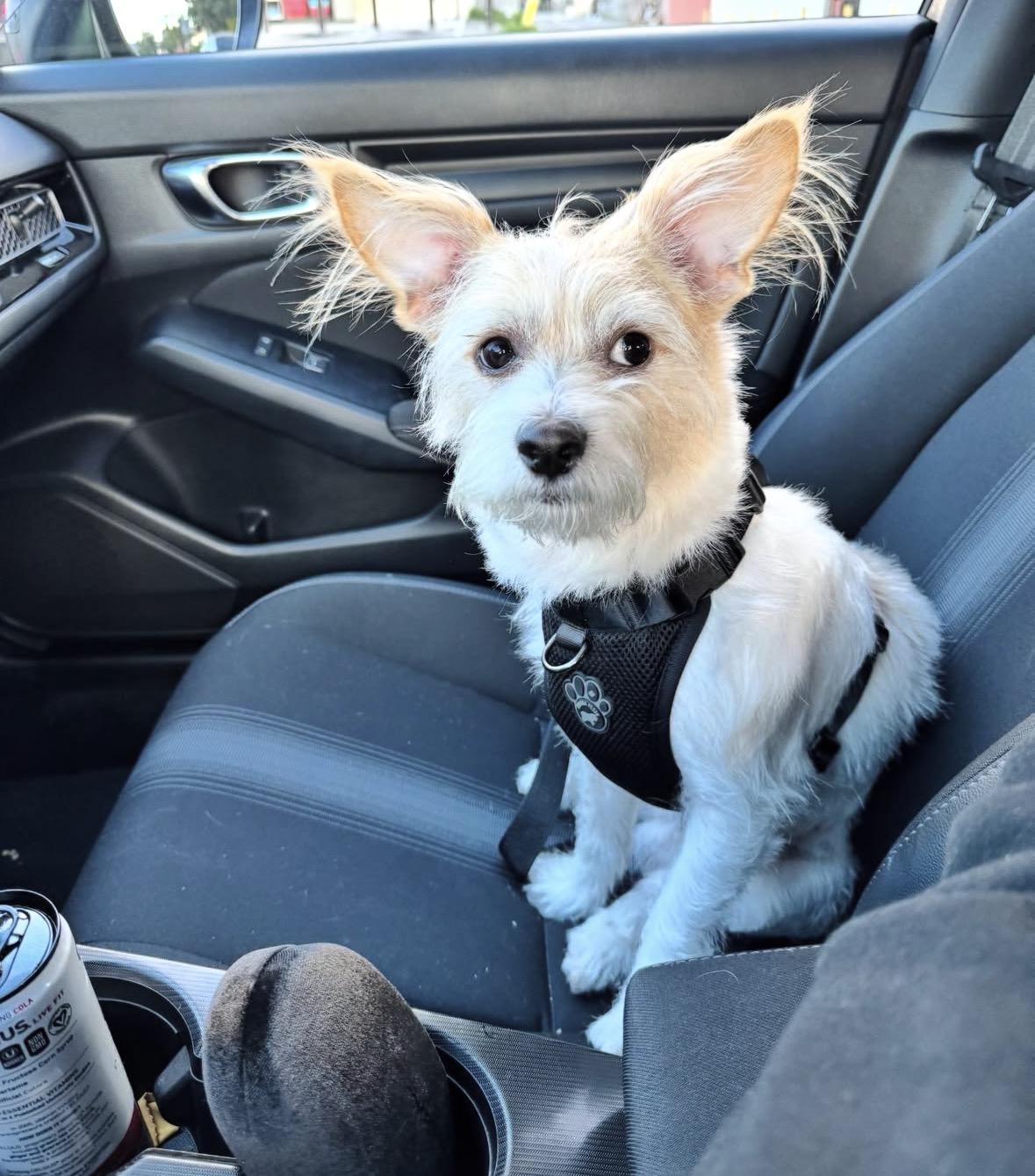 Muñeco “Moonie”, a Adoptable mixed breed in Pasadena, CA image 6/6