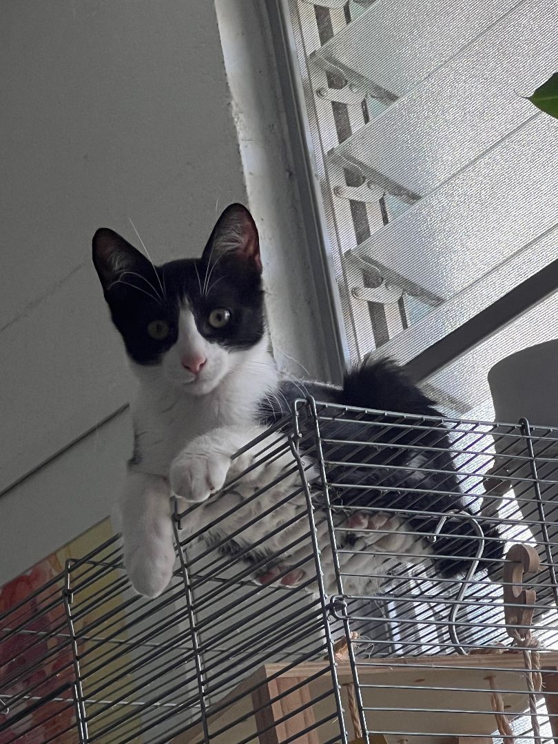 Bandit, a Adoptable Domestic Short Hair in Mililani, HI image 1/10