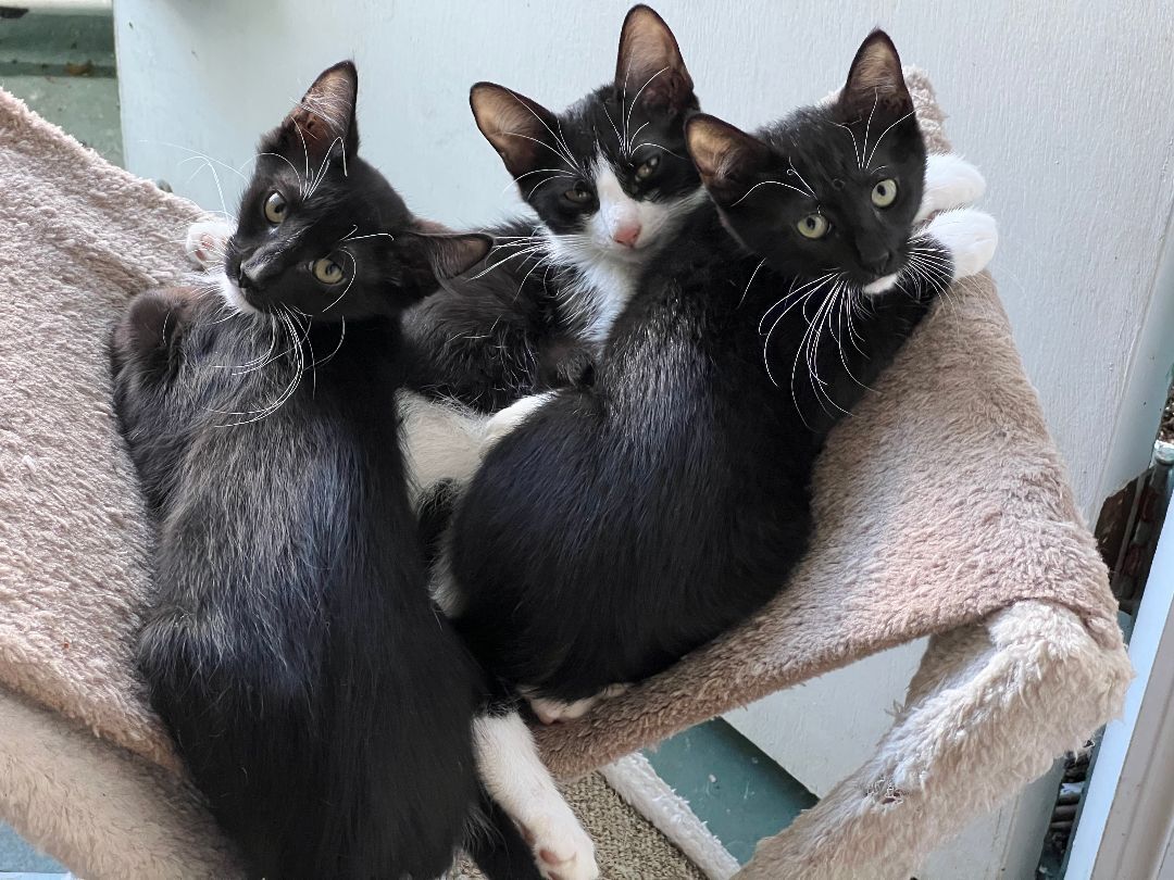 Bandit, a Adoptable Domestic Short Hair in Mililani, HI image 2/10