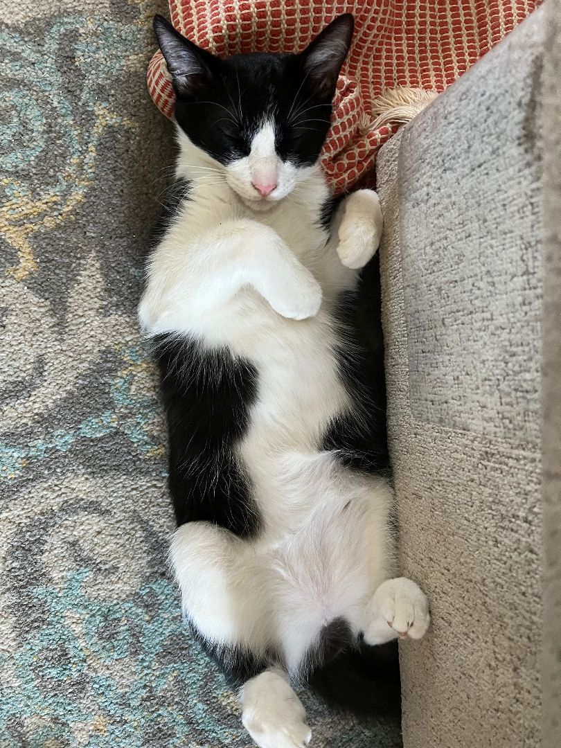 Bandit, a Adoptable Domestic Short Hair in Mililani, HI image 3/10