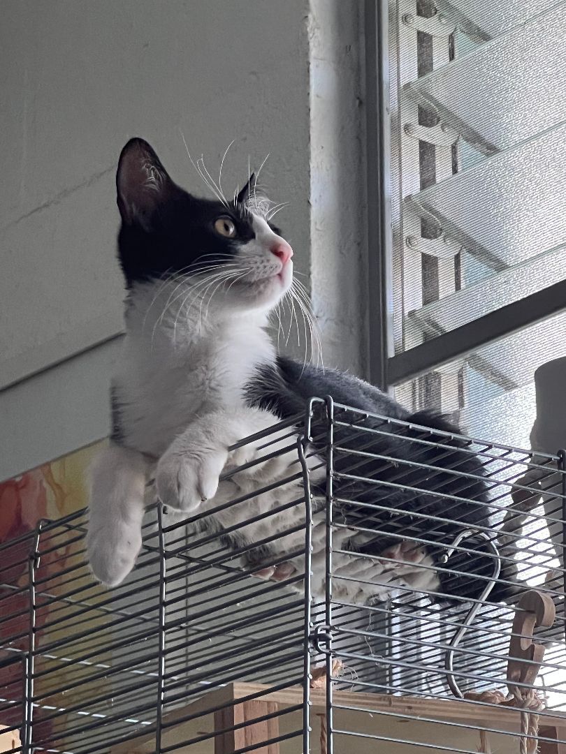 Bandit, a Adoptable Domestic Short Hair in Mililani, HI image 4/10