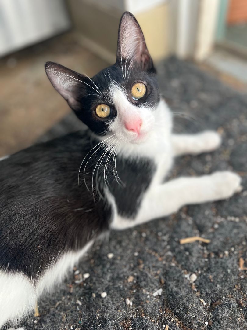 Bandit, Baby Male unknown