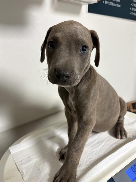 Enlarge Dolphin, an adopted Pit Bull Terrier in Thousand Oaks, CA image 1/1