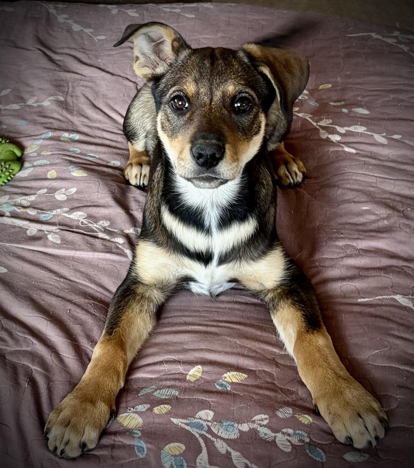 Patsy - Adoptable Pet | Petfinder | Petfinder