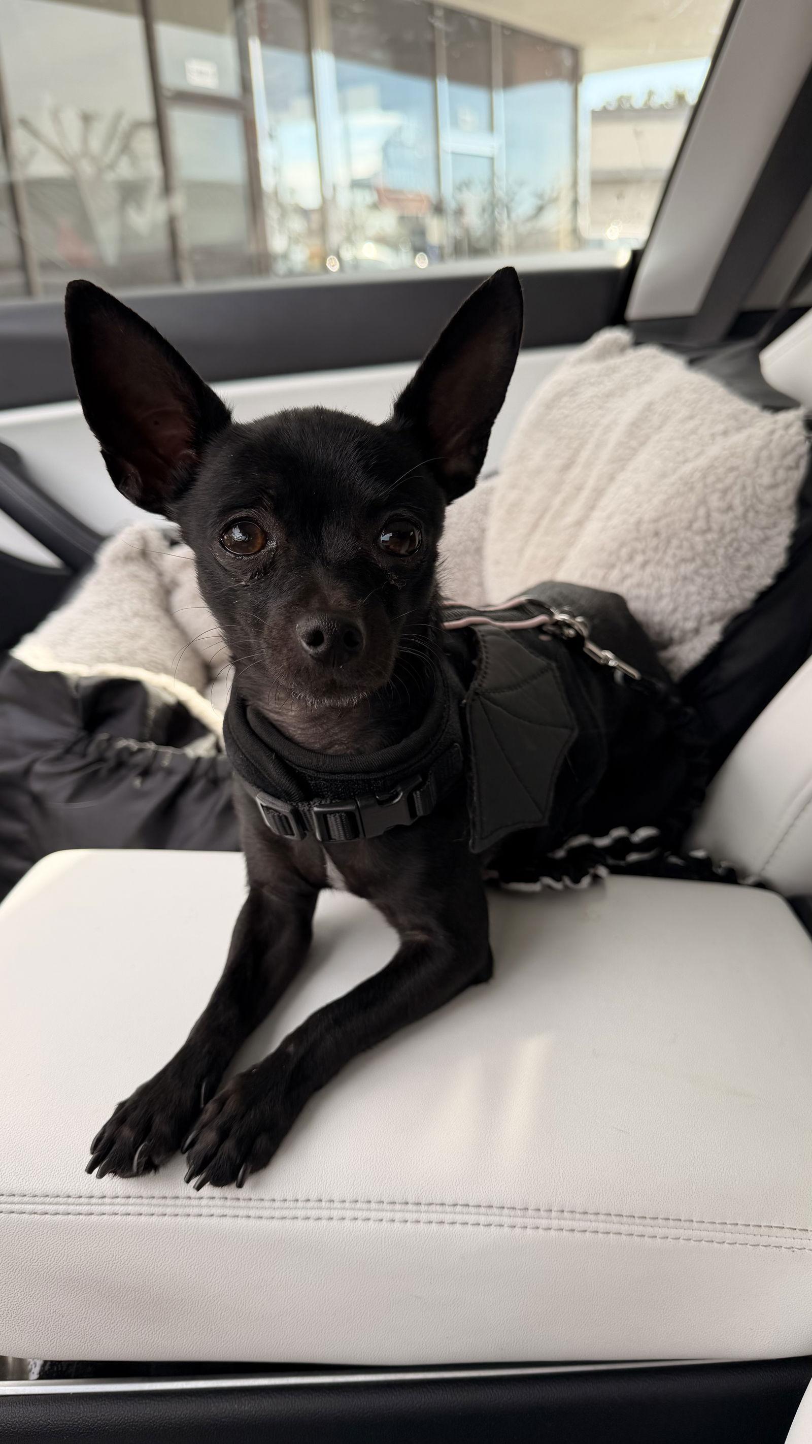 Tiny Tina, a Adoptable Chihuahua in Capistrano Beach, CA image 3/3