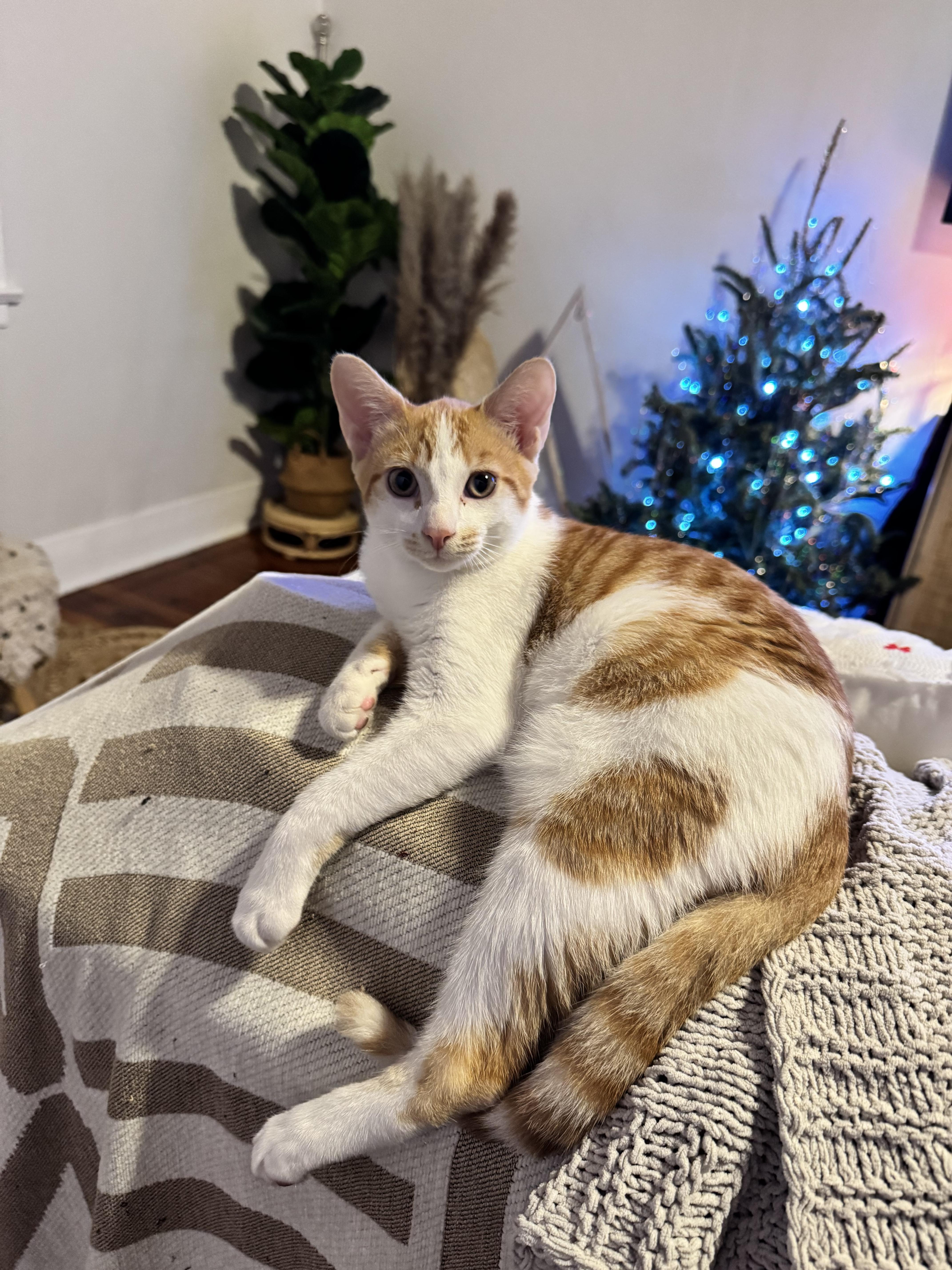 Ren and Stimpy, an adopted mixed breed in Stamford, CT image 6/6