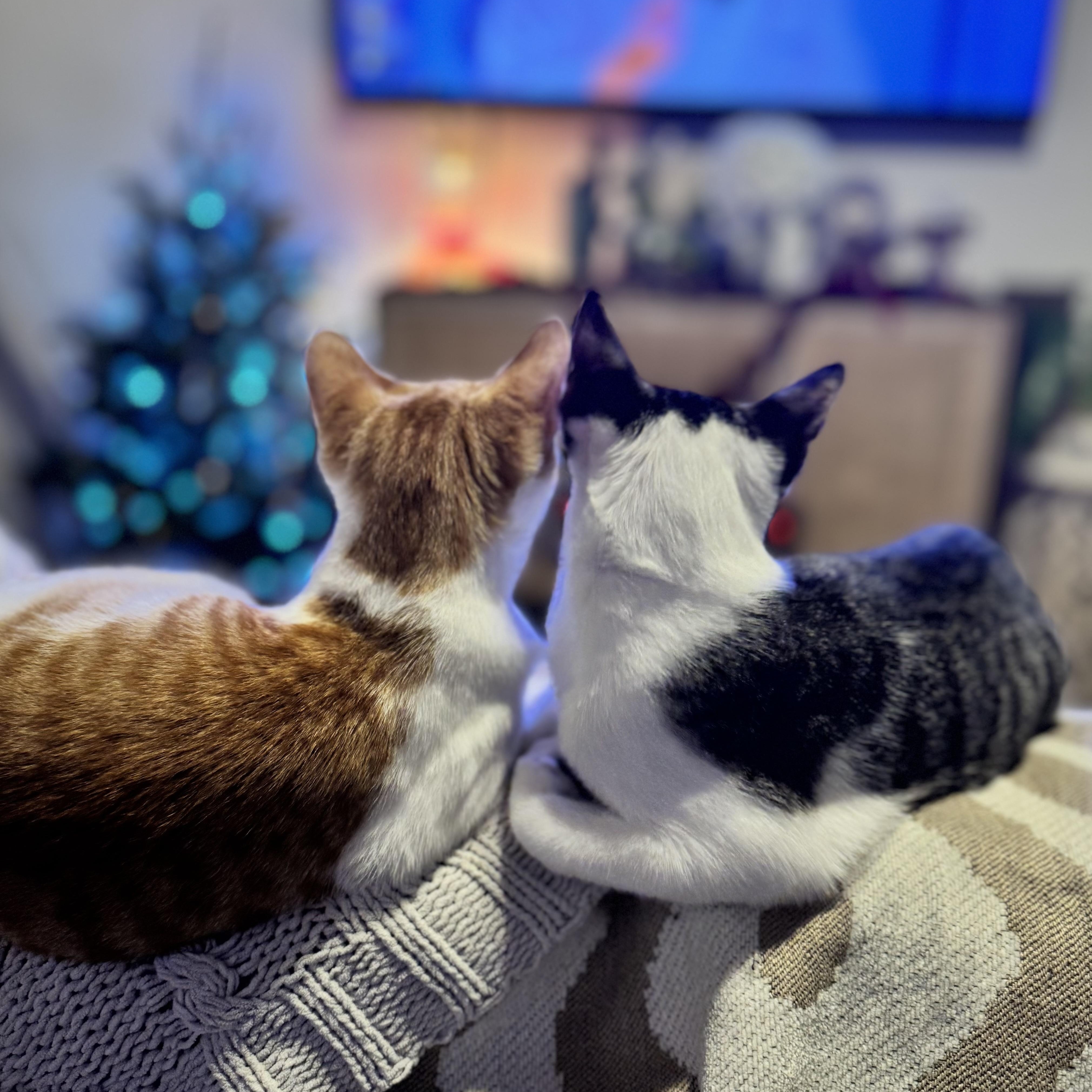 Ren and Stimpy, an adopted mixed breed in Stamford, CT image 2/6