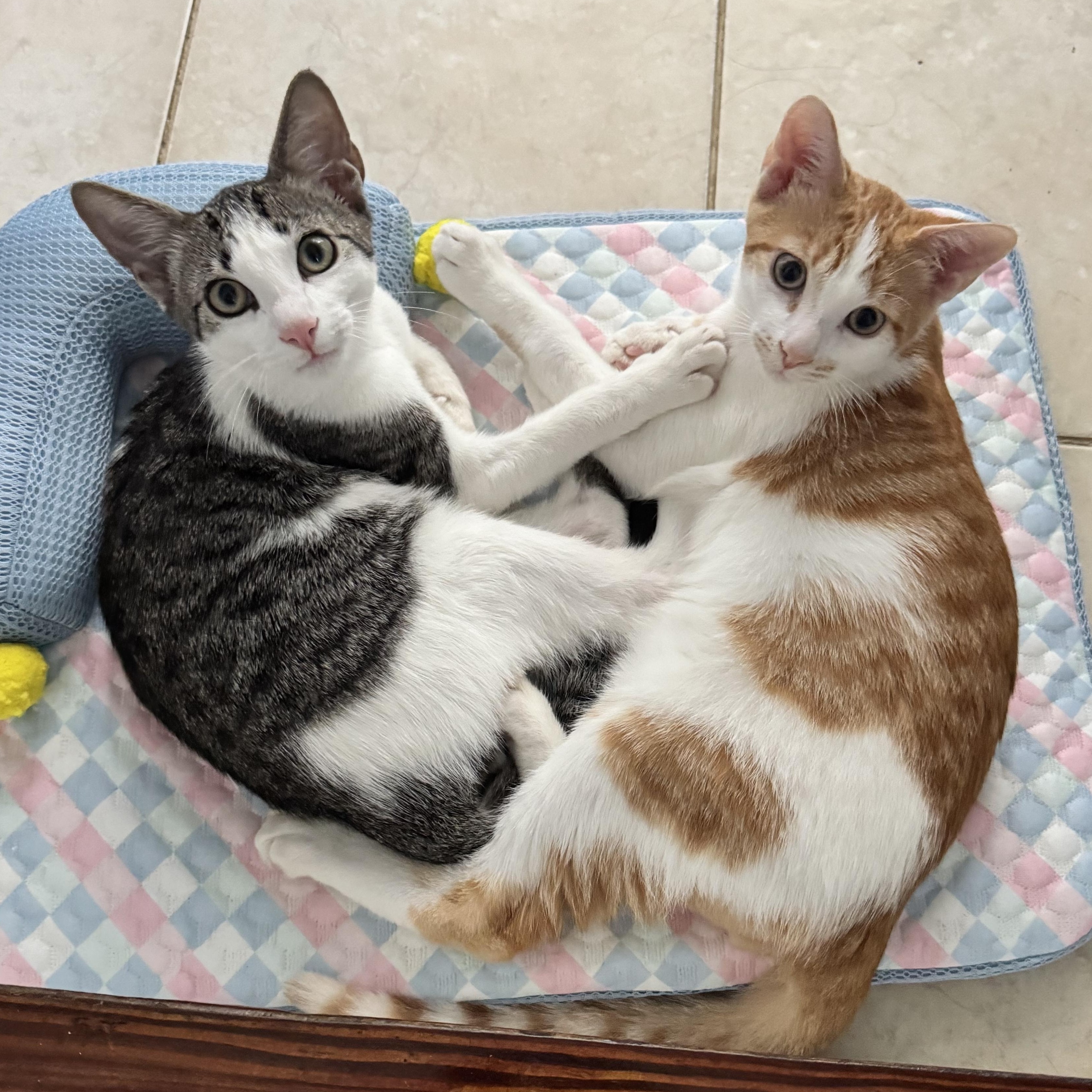 Ren and Stimpy, adopted, Kitten Male Domestic Short Hair & Tabby.