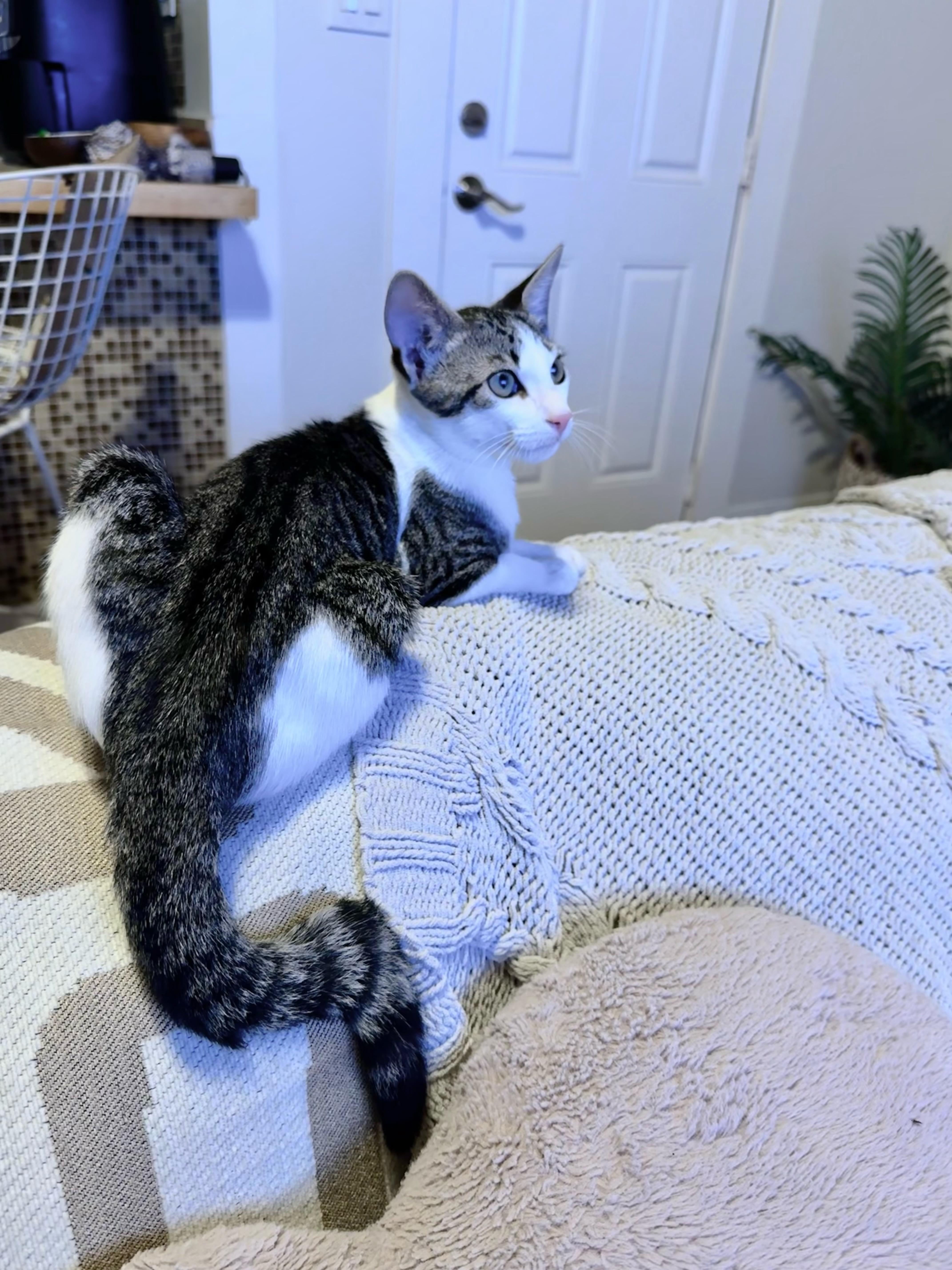 Ren and Stimpy, an adopted mixed breed in Stamford, CT image 5/6