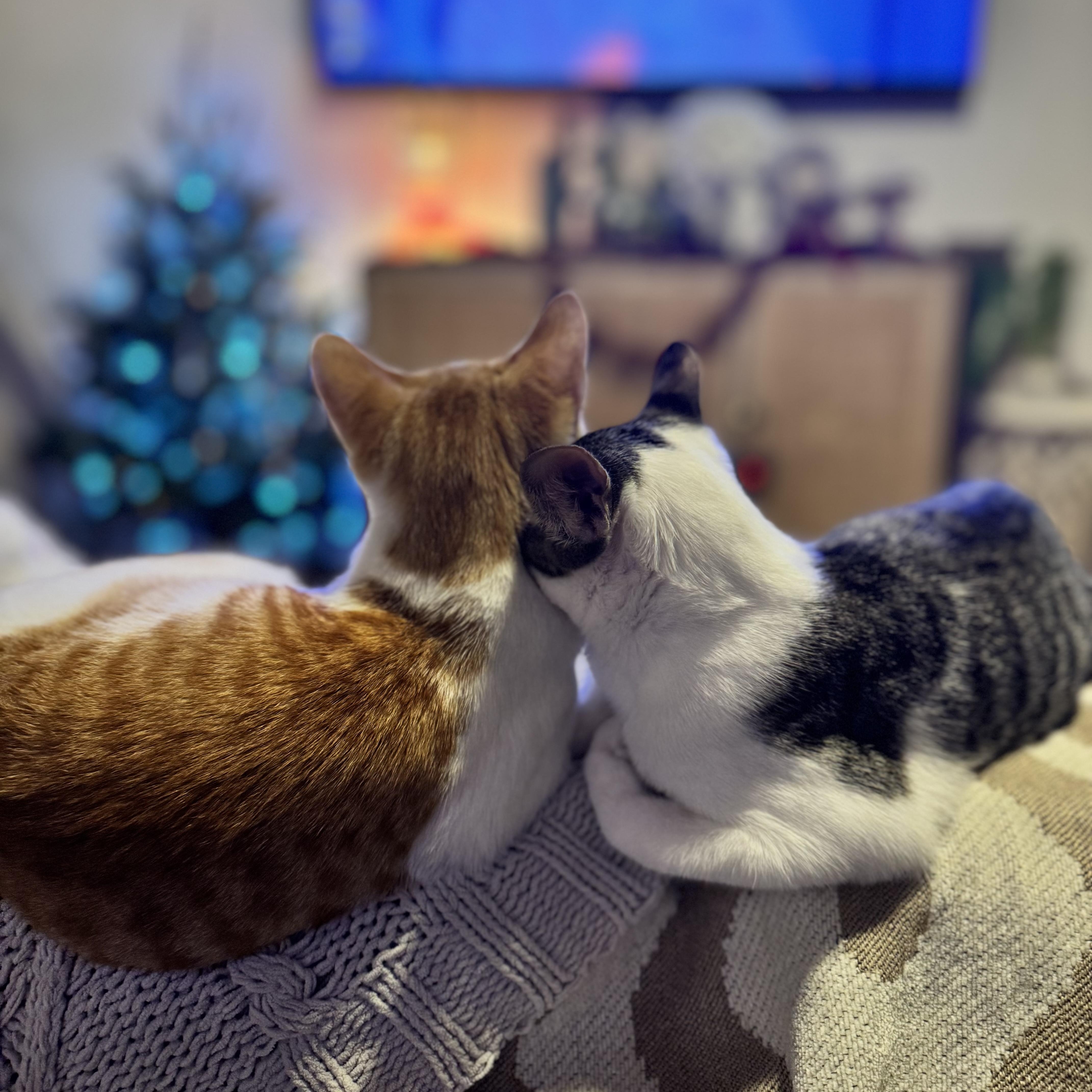 Ren and Stimpy, an adopted mixed breed in Stamford, CT image 3/6