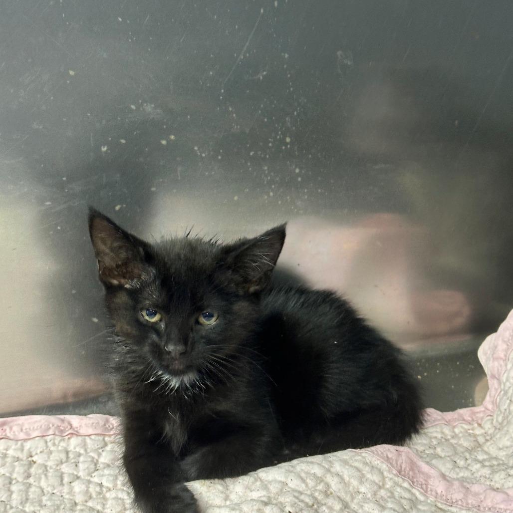 Alicia, Adopted, Kitten Female Domestic Long Hair.