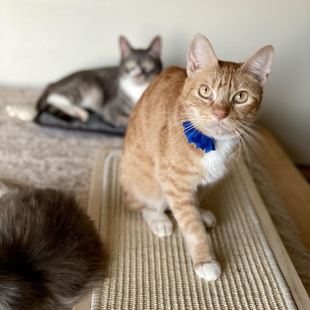 Enlarge Phoenix, a Adoptable Domestic Short Hair in Los Angeles, CA image 2/5