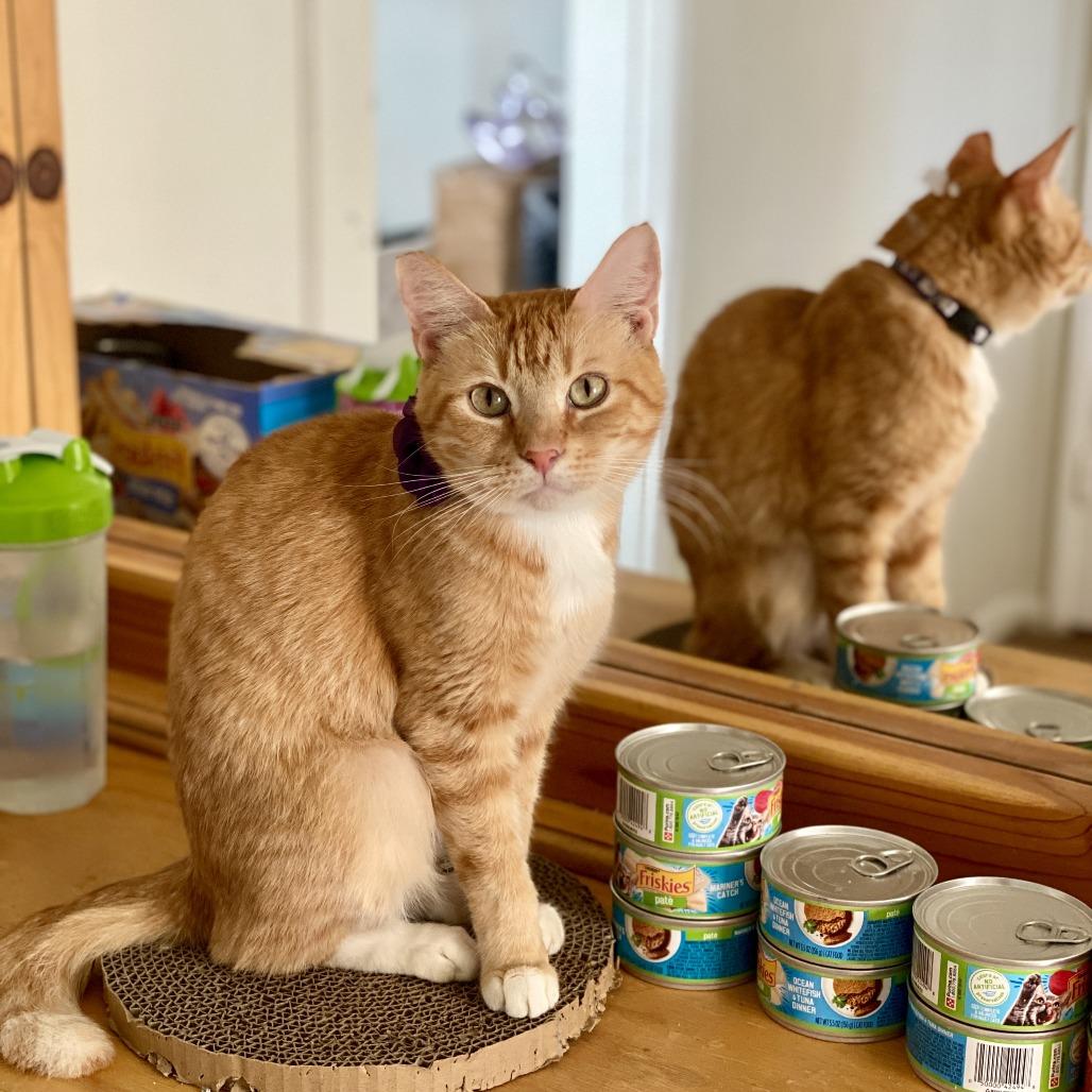 Enlarge Phoenix, a Adoptable Domestic Short Hair in Los Angeles, CA image 3/5