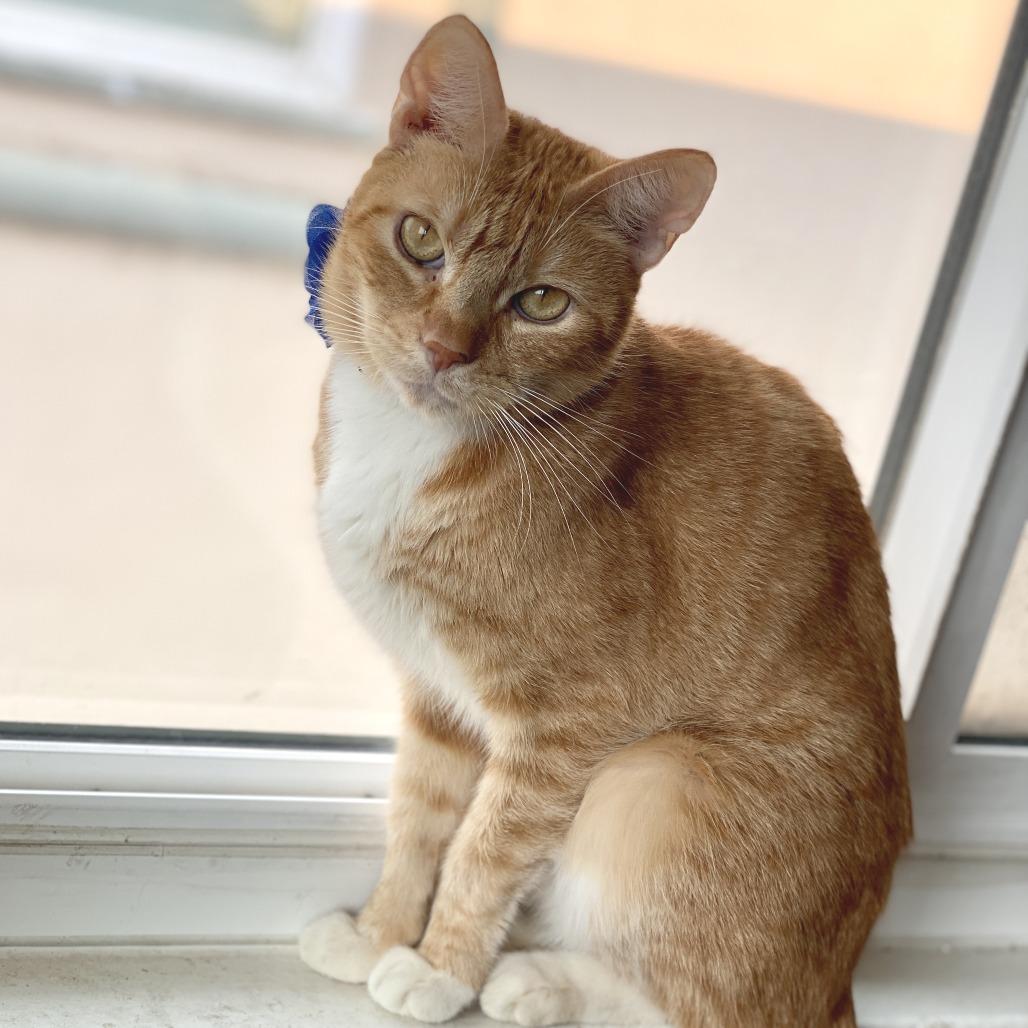 Enlarge Phoenix, a Adoptable Domestic Short Hair in Los Angeles, CA image 4/5