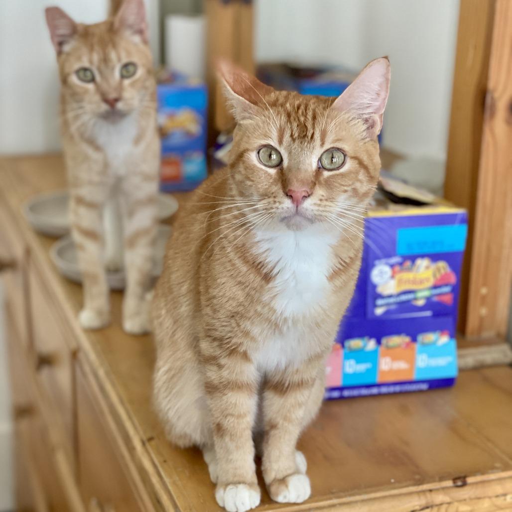 Phoenix — thumbnail 5