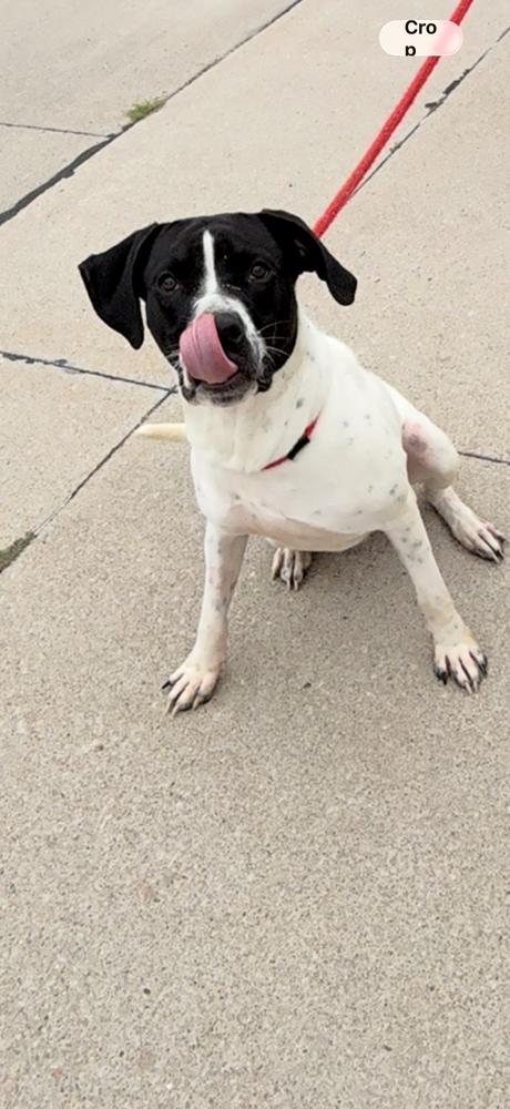 Kash, Adopted, Adult Male Hound.