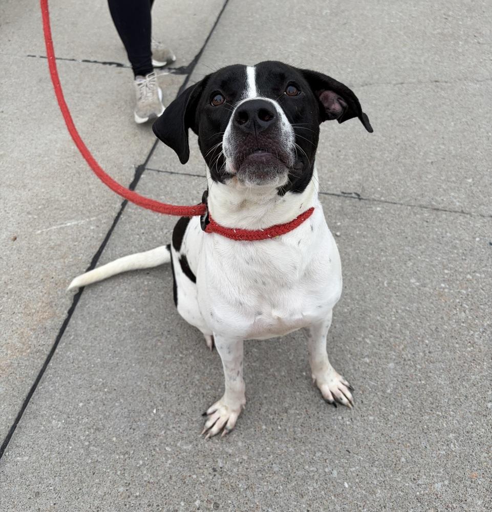 Enlarge Kash, a Adopted mixed breed in Fremont, NE image 2/3