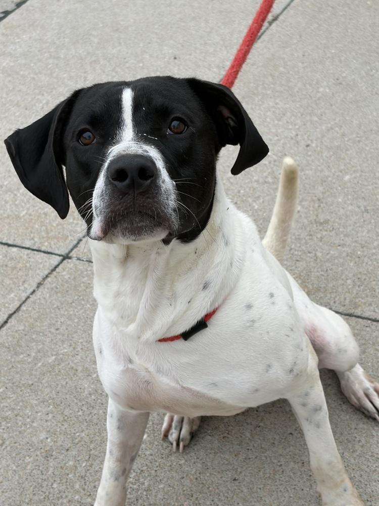 Enlarge Kash, a Adopted mixed breed in Fremont, NE image 3/3