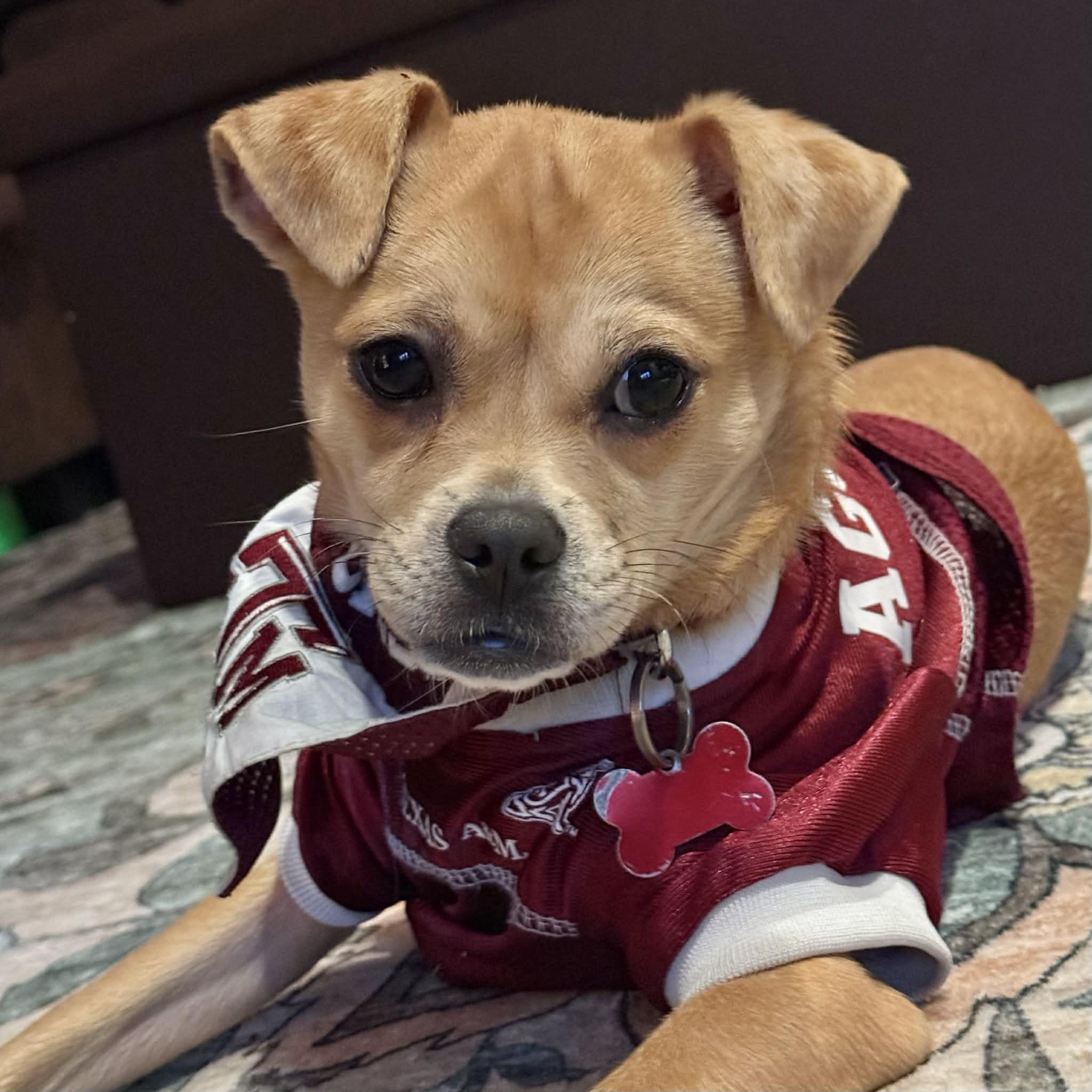 Enlarge Penny, a ADOPTABLE mixed breed in Boulder, CO image 1/6