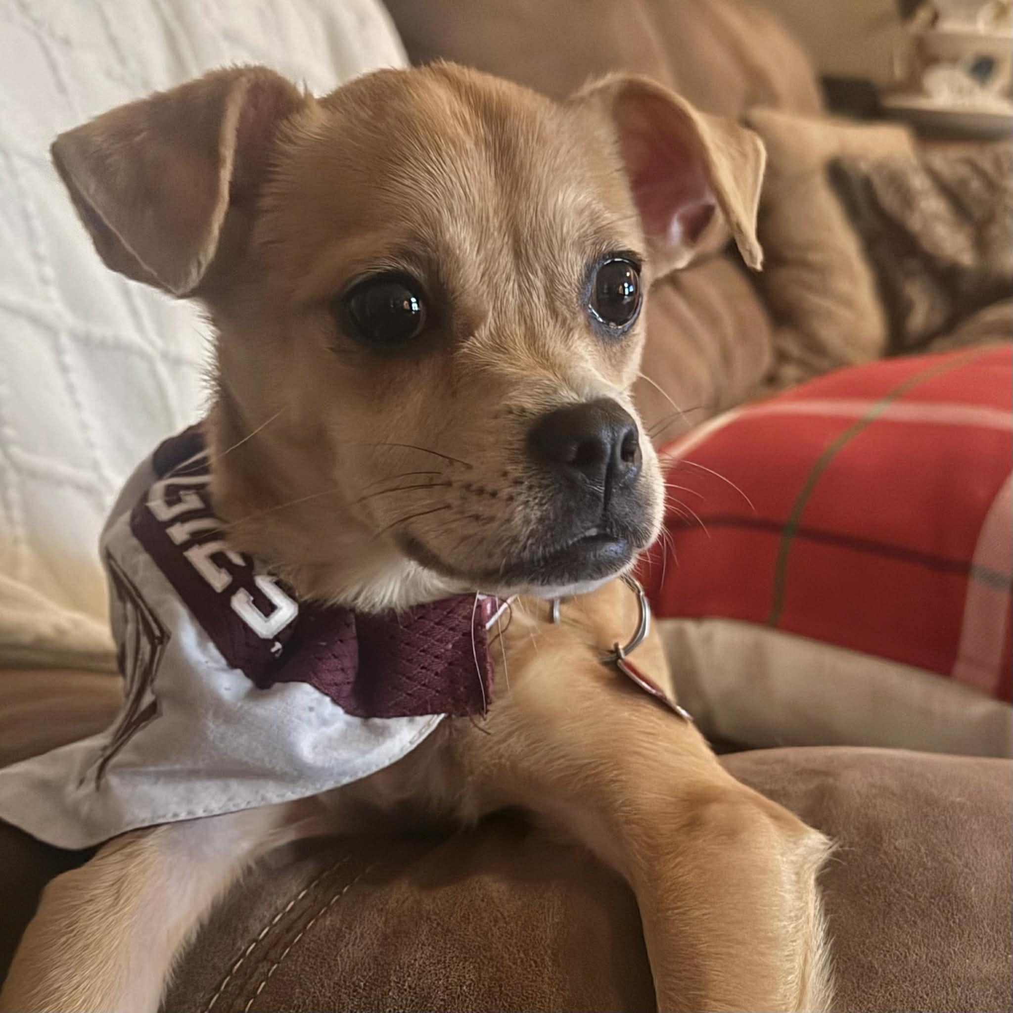 Enlarge Penny, a ADOPTABLE mixed breed in Boulder, CO image 4/6