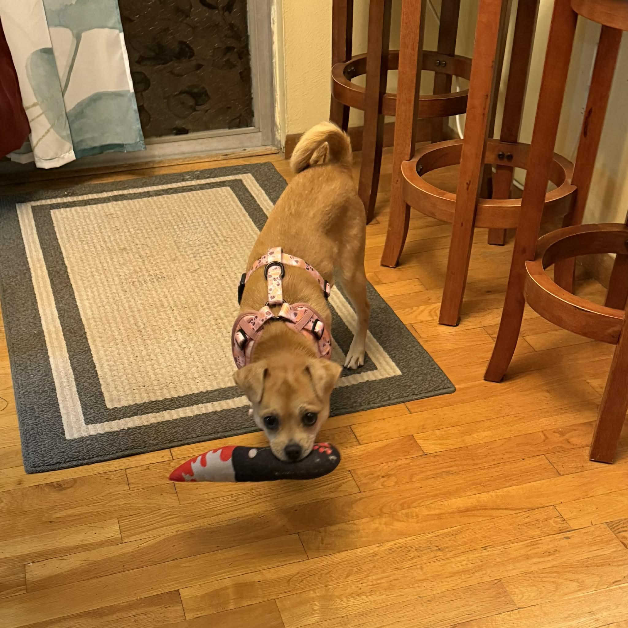 Enlarge Penny, a ADOPTABLE mixed breed in Boulder, CO image 6/6