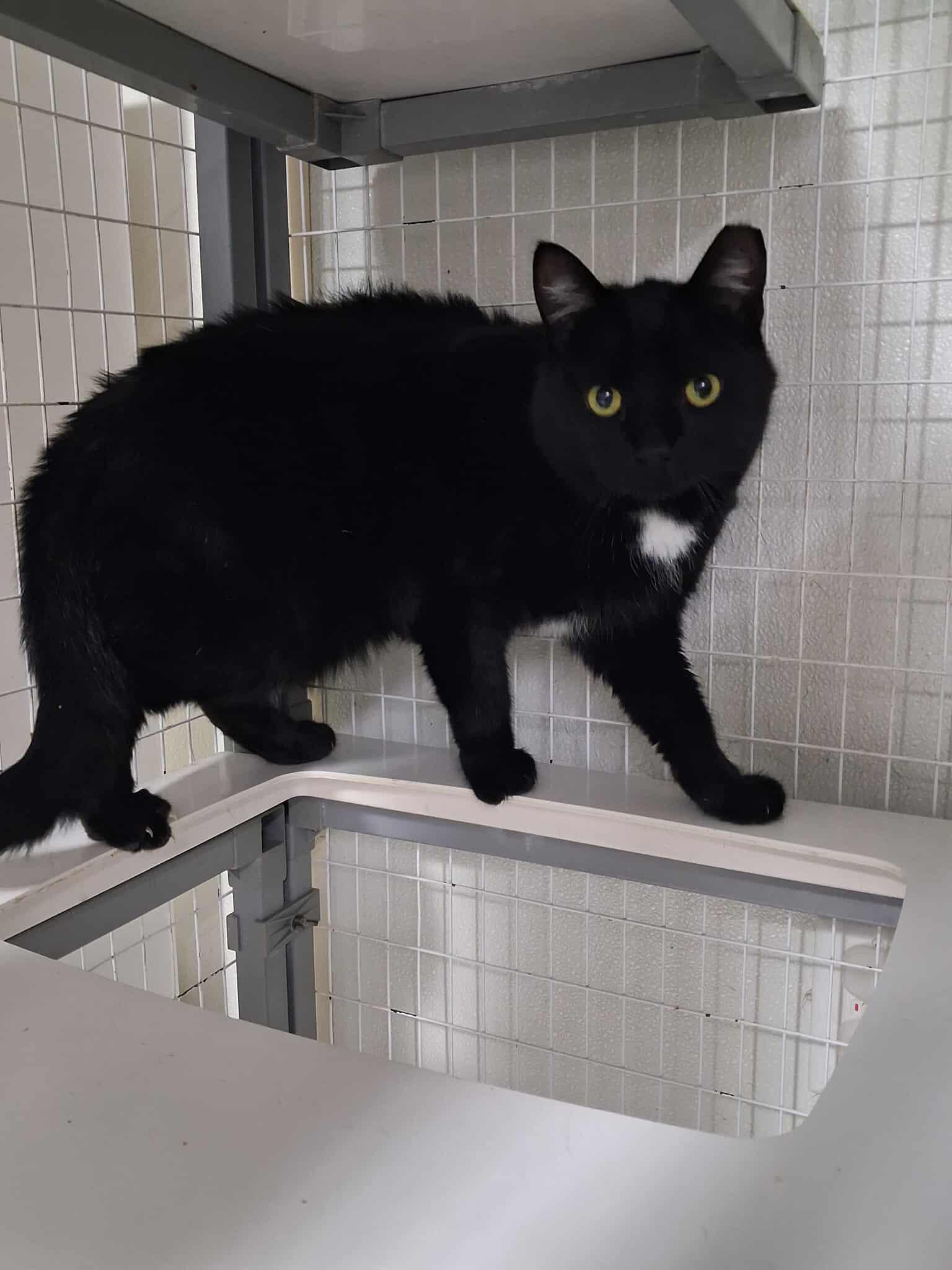 Enlarge Wolfy, a Adoptable Domestic Short Hair in Roosevelt, UT image 1/1