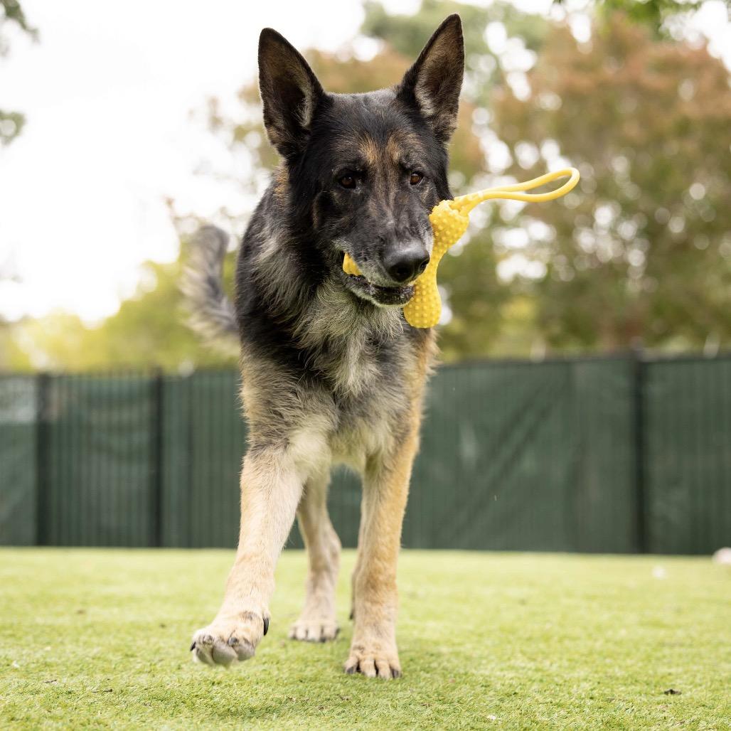 Otis - ECAS, a Adoptable mixed breed in Pleasanton, CA image 1/6