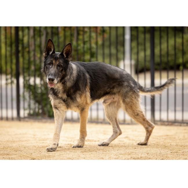 Otis - ECAS, a Adoptable mixed breed in Pleasanton, CA image 2/6