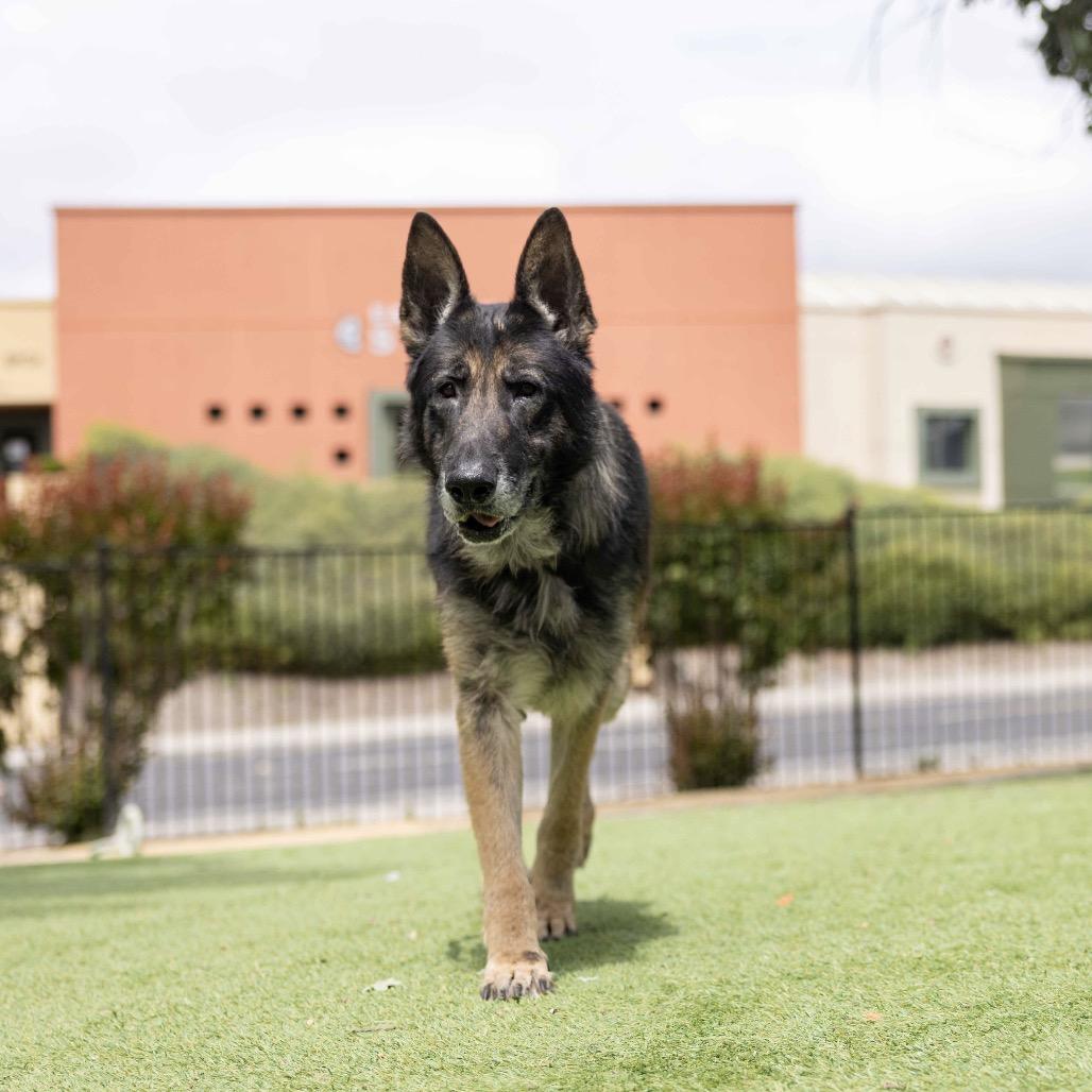 Otis - ECAS, a Adoptable mixed breed in Pleasanton, CA image 3/6