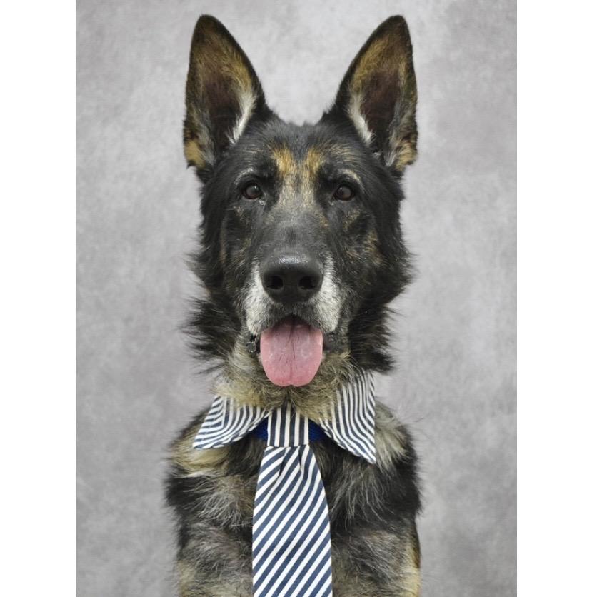 Otis - ECAS, a Adoptable mixed breed in Pleasanton, CA image 2/6