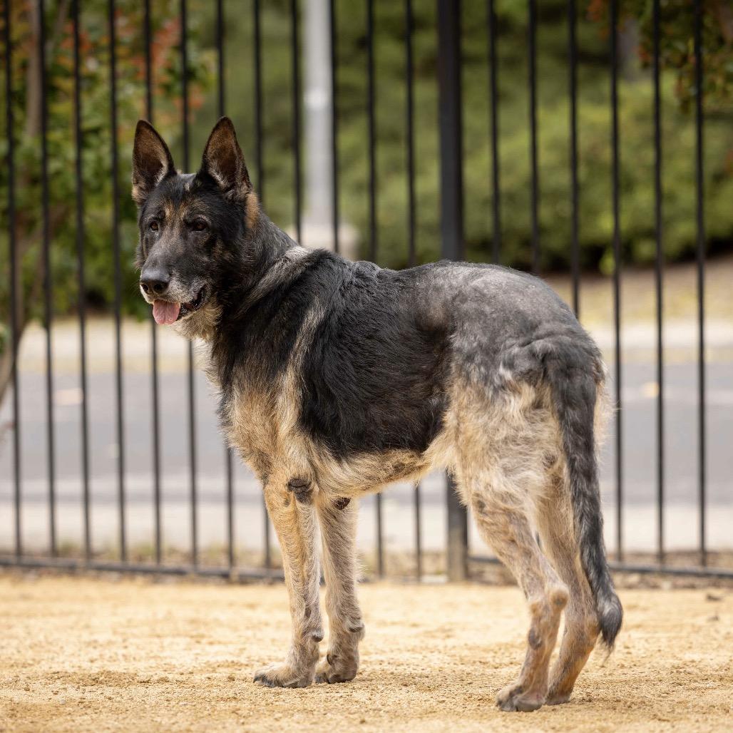 Otis - ECAS, a Adoptable mixed breed in Pleasanton, CA image 6/6