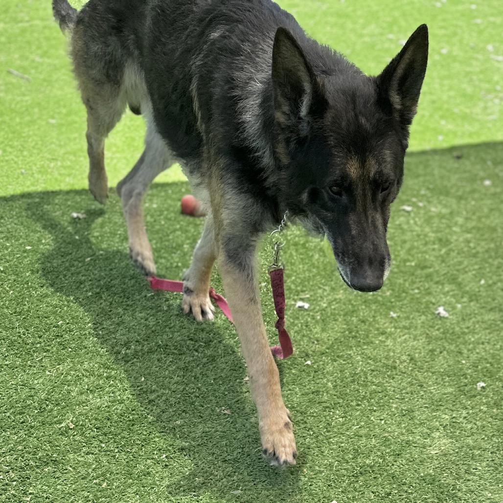 Otis - ECAS, a Adoptable mixed breed in Pleasanton, CA image 5/6