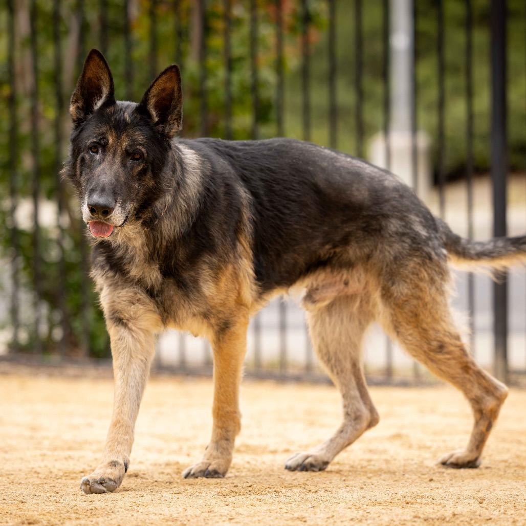Otis - ECAS, a Adoptable mixed breed in Pleasanton, CA image 6/6