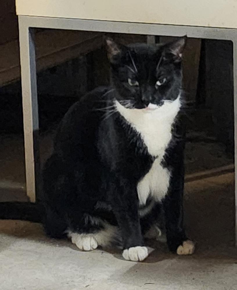 Rascal, Adoptable, Adult Female Domestic Short Hair.