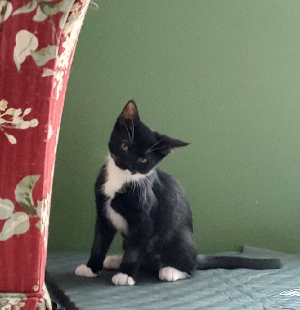 Rascal, a Adoptable Domestic Short Hair in East Greenville, PA image 2/4