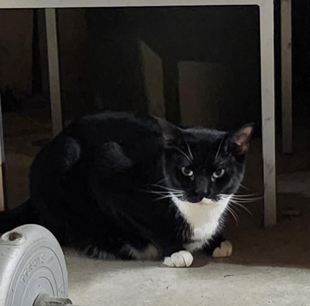 Rascal — thumbnail 3