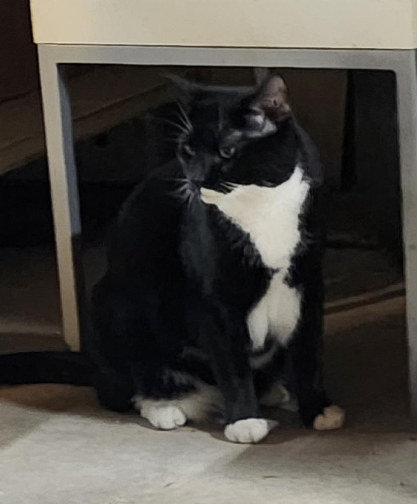 Rascal, a Adoptable Domestic Short Hair in East Greenville, PA image 4/4