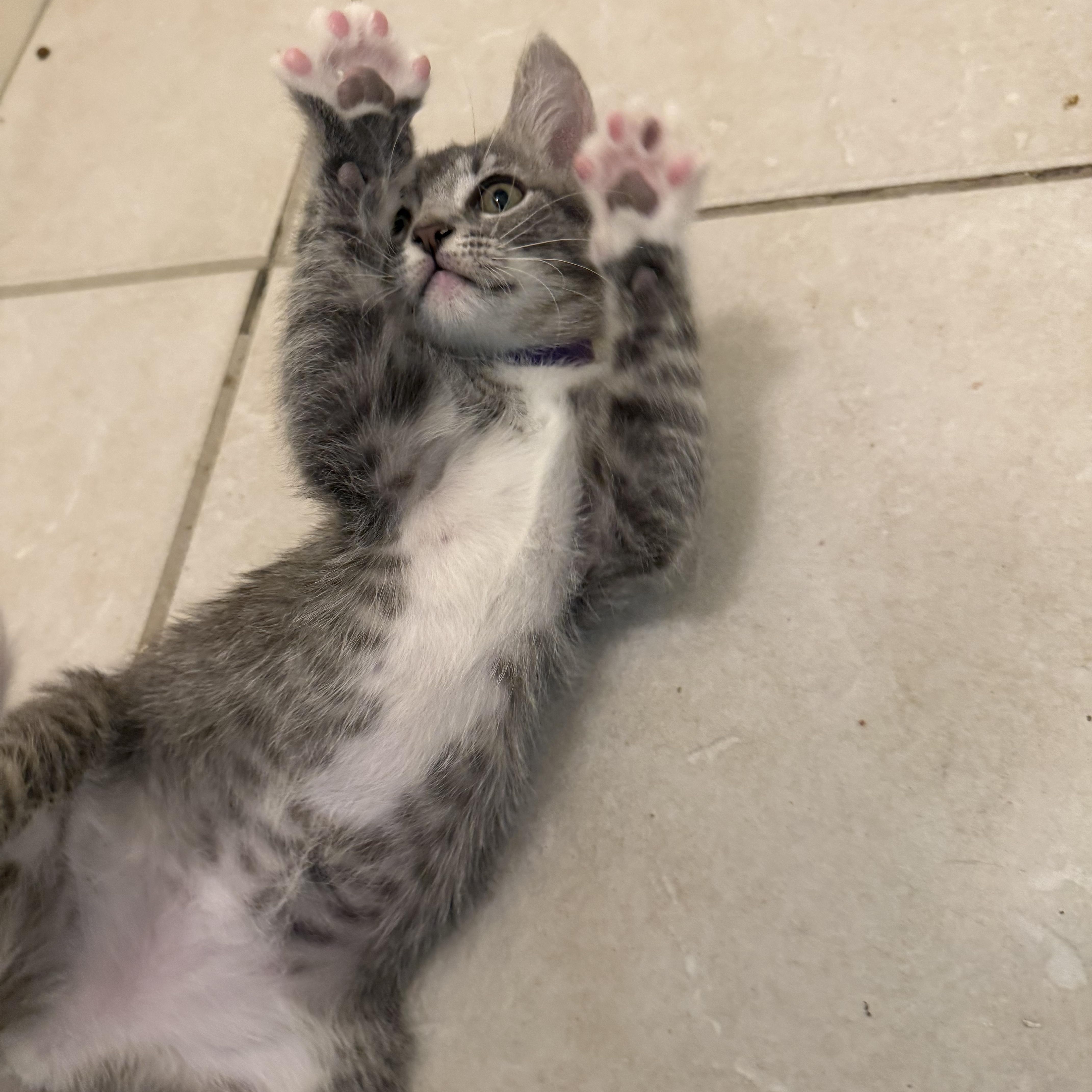 Margarita, a Adoptable Domestic Short Hair in Bryan, TX image 3/6