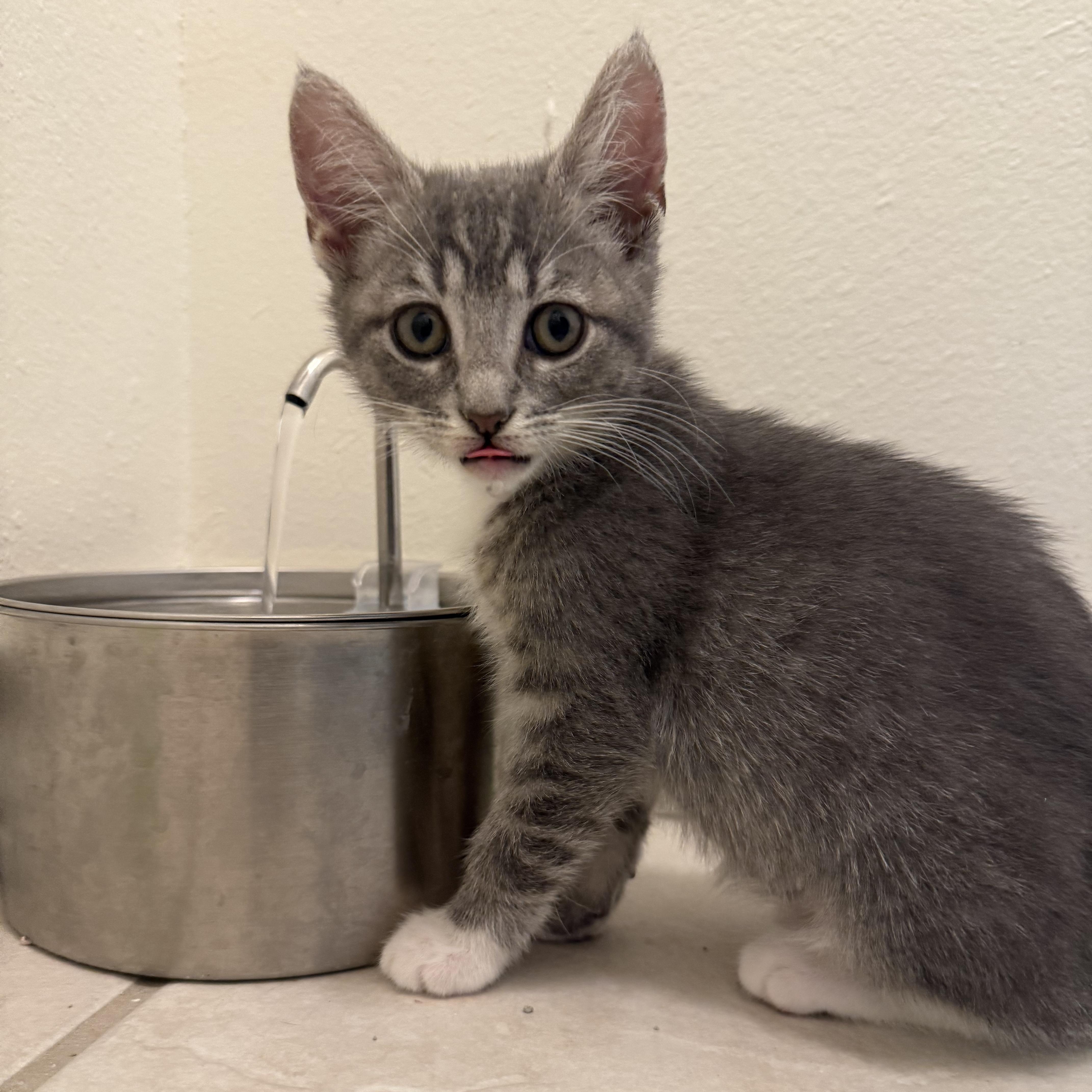 Margarita, a Adoptable Domestic Short Hair in Bryan, TX image 5/6